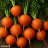Paris Market Atlas Carrot Seed