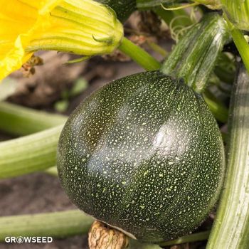 Eight Ball F1 Courgette Seeds