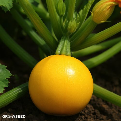 Ball One F1 Courgette Seeds