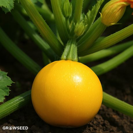 Ball One F1 Courgette Seeds