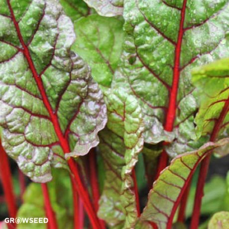 Rhubarb Chard Seeds