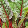 Rhubarb Chard Seeds