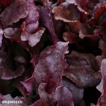 Beet Leaf Blood Red Chard Seeds