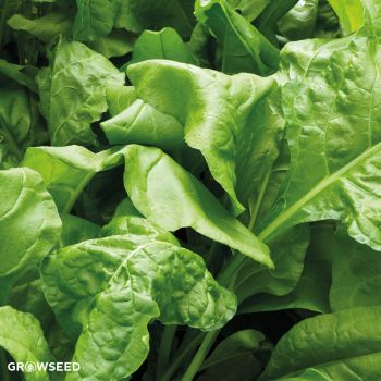 Beet Leaf Perpetual Spinach Chard Seeds