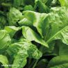 Beet Leaf Perpetual Spinach Chard Seeds