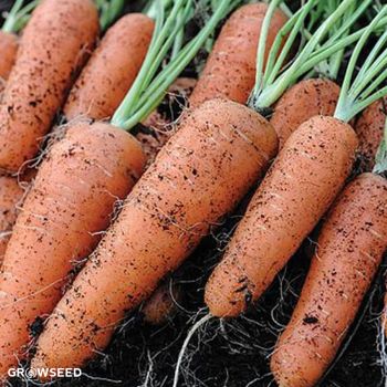 Flyaway F1 Carrot Seed