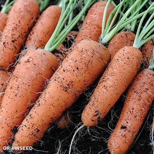 Flyaway F1 Carrot Seed