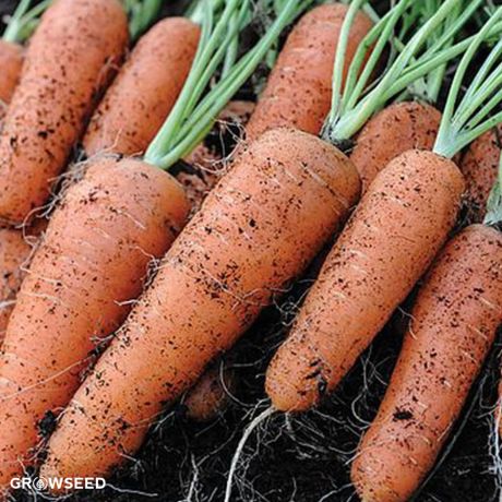 Flyaway F1 Carrot Seed