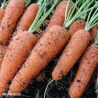 Flyaway F1 Carrot Seed