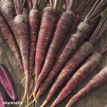 Purple Sun F1 Carrot Seeds