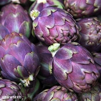Violet de Provence Artichoke Seeds