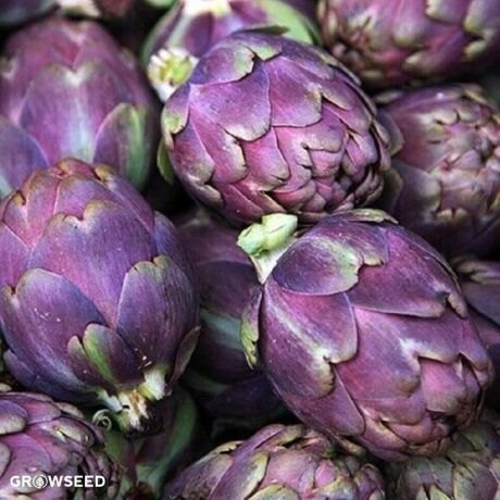 Violet de Provence Artichoke Seeds