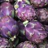 Violet de Provence Artichoke Seeds