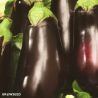 Black Beauty Aubergine Seeds