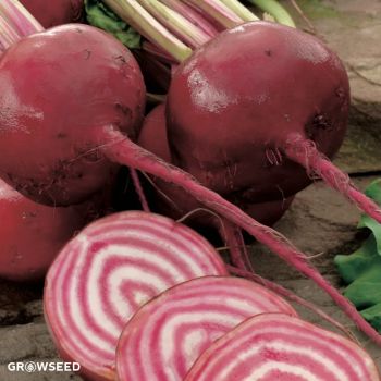 Chioggia Beetroot Seeds