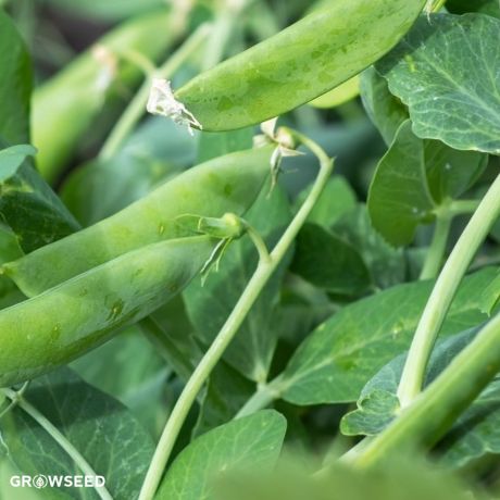 Delikett Pea Seeds