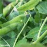 Delikett Pea Seeds