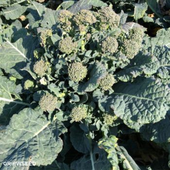 Delistem Kale F1 Calabrese Seeds