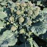 Delistem Kale F1 Calabrese Seeds