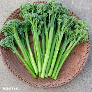 Delistem Green F1 Calabrese Seed