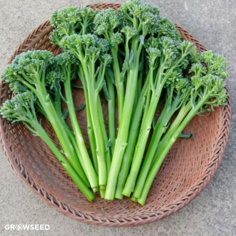 Delistem Green F1 Calabrese Seed