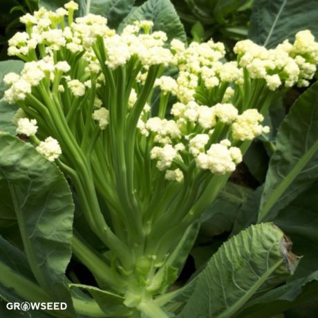 Delistem White F1 Calabrese Seed