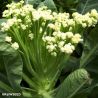 Delistem White F1 Calabrese Seed