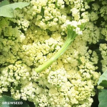 Sprouting White Broccoli Seeds