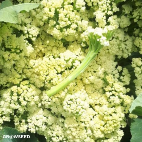 Sprouting White Broccoli Seeds