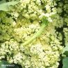 Sprouting White Broccoli Seeds