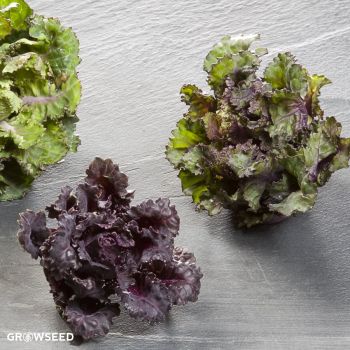 Kalettes Garden Mix Bussel Sprout Seed