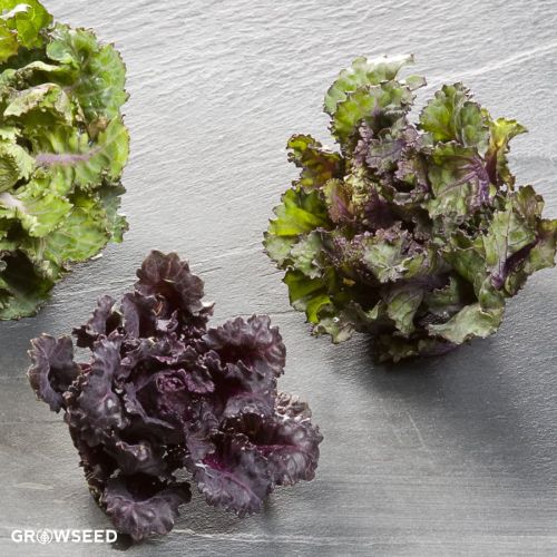 Kalettes Garden Mix Bussel Sprout Seed