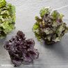 Kalettes Garden Mix Bussel Sprout Seed