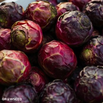 Ruby Crunch F1 Brussel Sprout Seed
