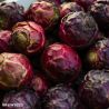 Ruby Crunch F1 Brussel Sprout Seed