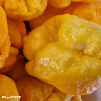 Carolina Reaper Yellow