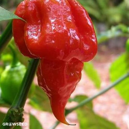 Trinidad Scorpion Chilli Seeds