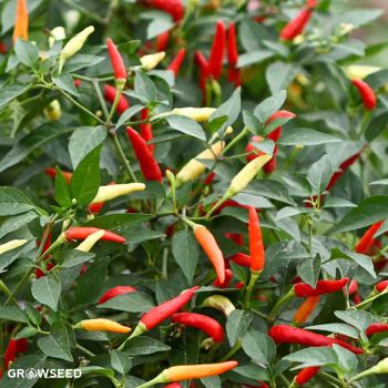 Basket of Fire Chilli Seeds