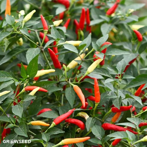 Basket of Fire Chilli Seeds