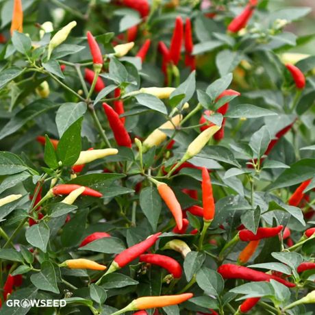 Basket of Fire Chilli Seeds