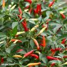 Basket of Fire Chilli Seeds