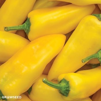 Lemon Dream Sweet Pepper Seeds