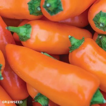 Tangerine Dream Sweet Pepper Seeds