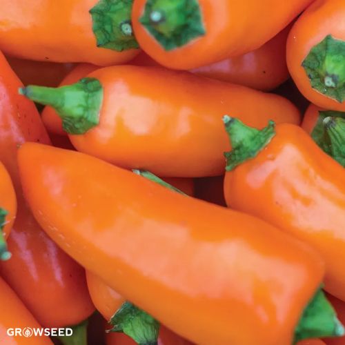 Tangerine Dream Sweet Pepper Seeds