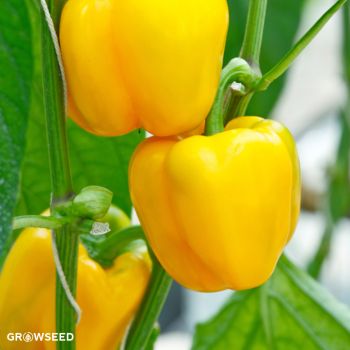 Aftergrlow F1 Sweet Pepper Seeds