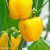 Aftergrlow F1 Sweet Pepper Seeds