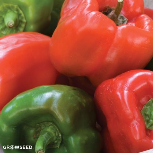 50 Seeds Big Thai Chili Pepper – Hot, Fresh, Organic Grow-Your-Own – Red Thai Chili – Unbranded Vegetable Seeds