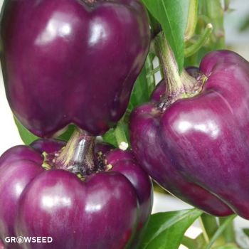 Purple Beauty Sweet Pepper Seeds