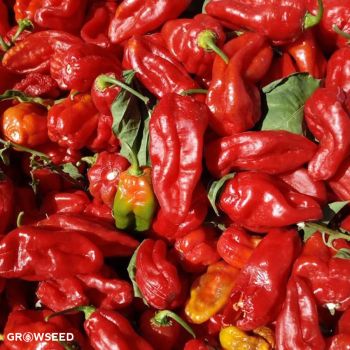 Habahot F1 Chilli Pepper Seeds