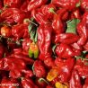 Habahot F1 Chilli Pepper Seeds